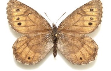 This undated image provided by lepidopterist Andrew Warren shows the newly discovered Tanana Arctic butterfly.