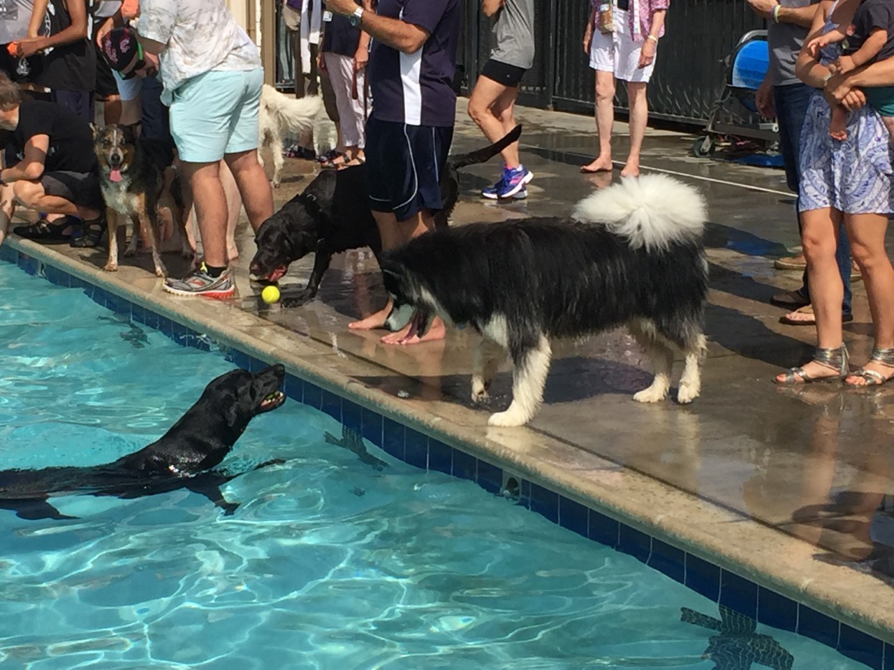 Dogs Go For A Dip In La Jolla YMCA Pool - CBS News 8 - San Diego, CA ...