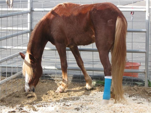 Search for injured horses' owners - CBS News 8 - San Diego ...