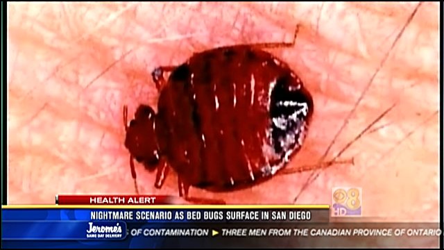 san diego remove sofa bed bugs