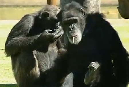 Chimp Smoking