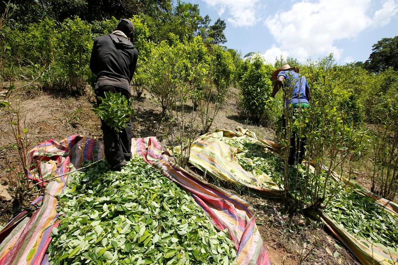 US says Colombia's coca production surges to record levels CBS News 8
