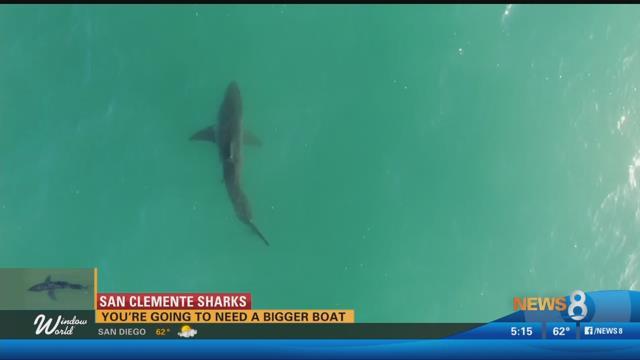 Shark Activity Caught On Camera Along California Coast Cbs News 8 San Diego Ca News Station