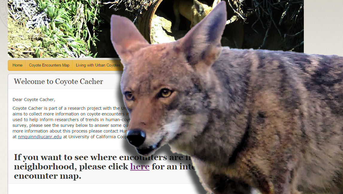 Coyote tracking website offers email alerts about attacks - CBS News 8