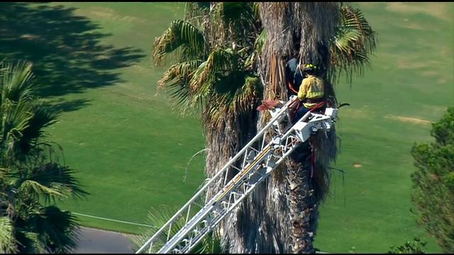 Firefighters Rescue Man Stuck In 40 Foot Palm Tree In Rancho Ber Cbs