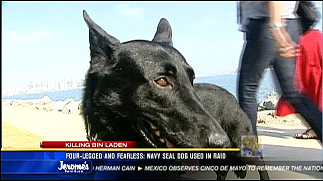osama bin laden becomes dog. took out Osama bin Laden