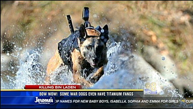 osama bin laden becomes dog. Osama bin Laden dead: Related