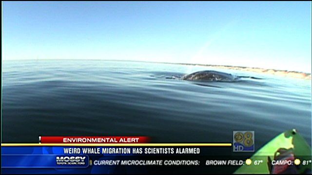 Weird Whale