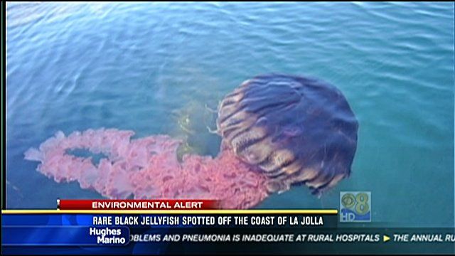 Rare black jellyfish spotted off the coast of San Diego - CBS News 8