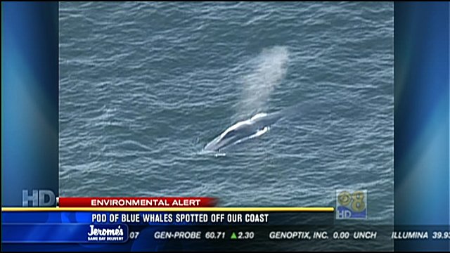 Pod of blue whales spotted off San Diego coast - CBS News 8 - San Diego