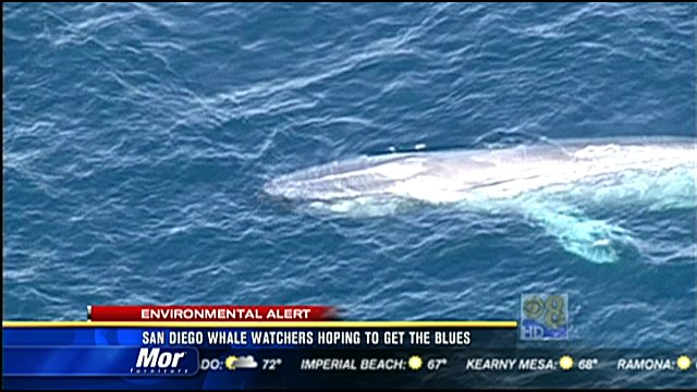 Pod of blue whales spotted off San Diego coast, migrating south - CBS