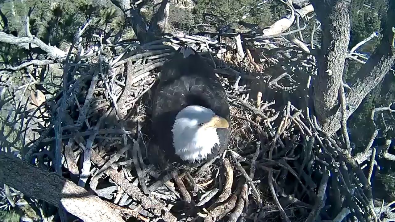 Eagle Cam Southern California bald eagle hatches, eyes on secon CBS