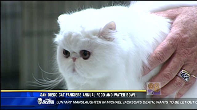 Largest Cat Show On The West Coast Kicks Off In Del Mar - CBS News 8 ...