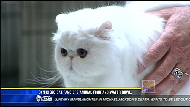 Largest Cat Show on the West Coast kicks off in Del Mar - CBS News 8