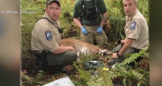 Cougar mauls cyclists, kills one in Washington