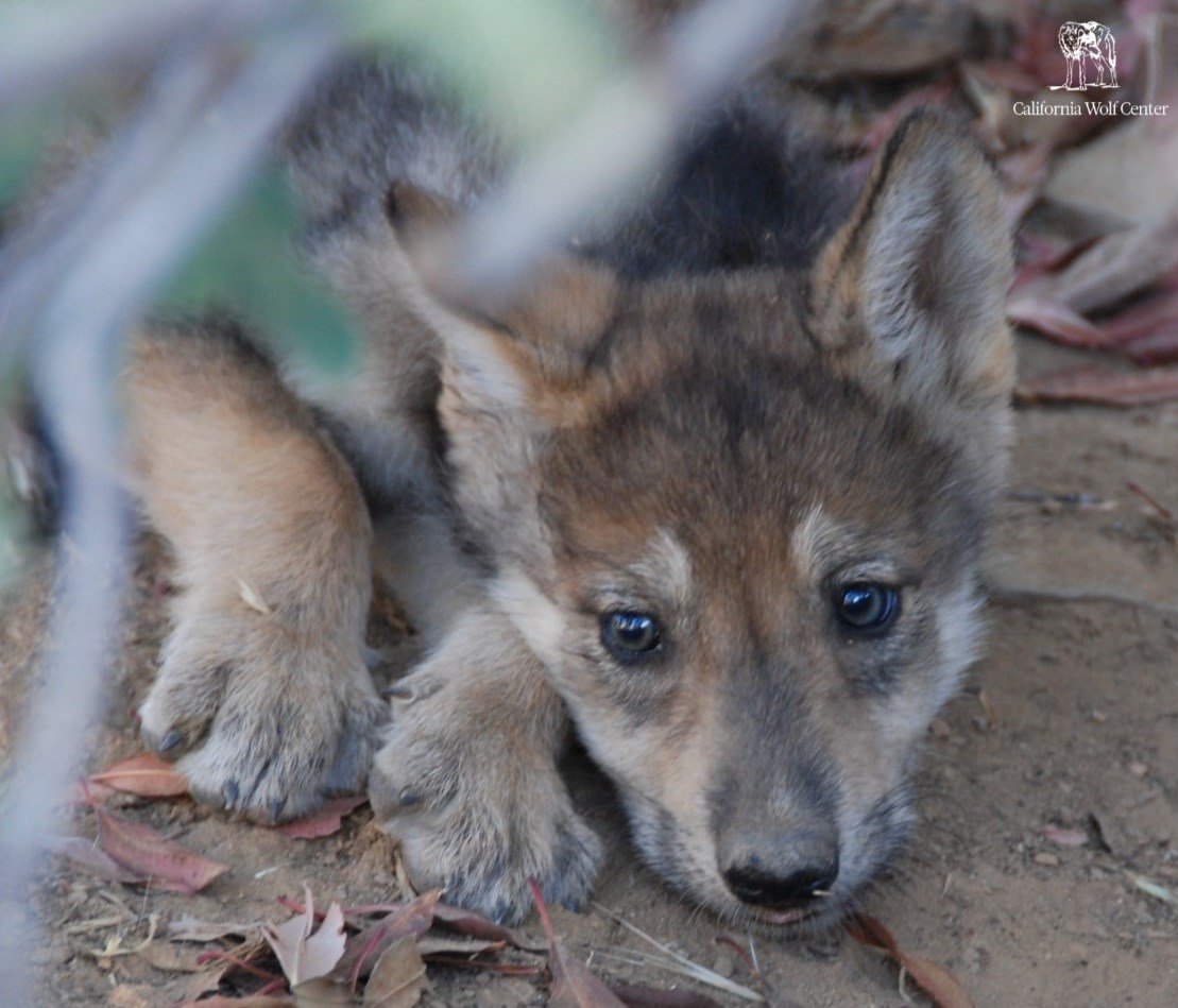 Rare litter of Mexican gray wolf pups born in Julian - The CW San Diego