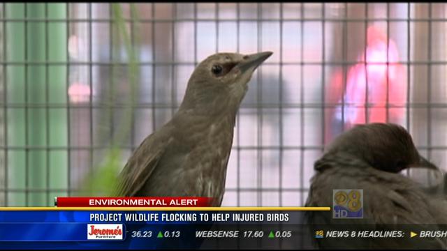 san diego wildlife rescue birds