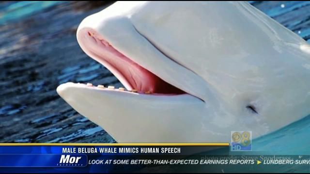 Study: Male beluga whale mimics human speech - CBS News 8 - San Diego
