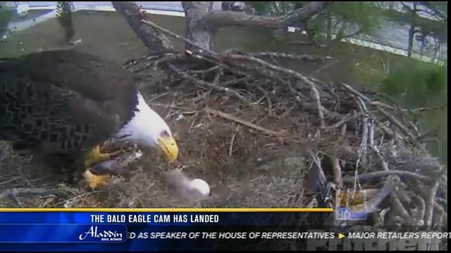 The bald eagle cam has landed - CBS News 8 - San Diego, CA News Station