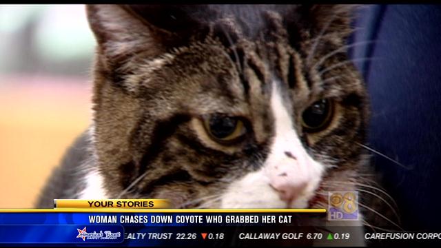 Woman Chases Down Coyote That Grabbed Her Cat Cbs News 8 San Diego