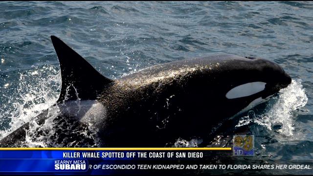 Killer Whale Spotted Off The Coast Of San Diego - CBS News 8 - San ...