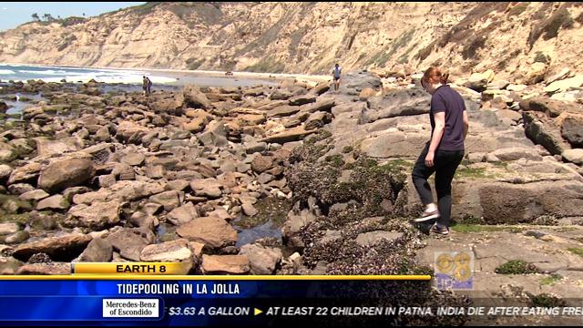 Tide pooling in La Jolla - CBS News 8 - San Diego, CA News Station