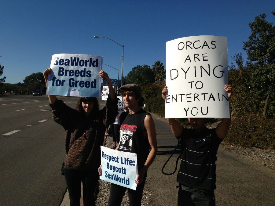 Seaworld Says Protesters Claims Are Without Merit Cbs News 8 San Diego Ca News Station 9044