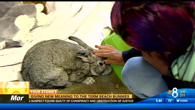 Giving New Meaning To The Term Beach Bunnies Cbs News 8 San Diego
