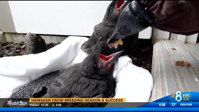 Hawaiian crow breeding season a success - CBS News 8 - San Diego, CA