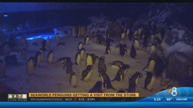 SeaWorld's Penguin Encounter celebrates 30-years - CBS News 8 - San