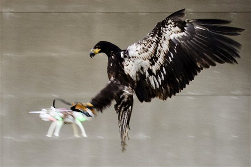 In this image released by the Dutch Police Tuesday Feb. 2, 2016, a trained eagle puts its claws into a flying drone.