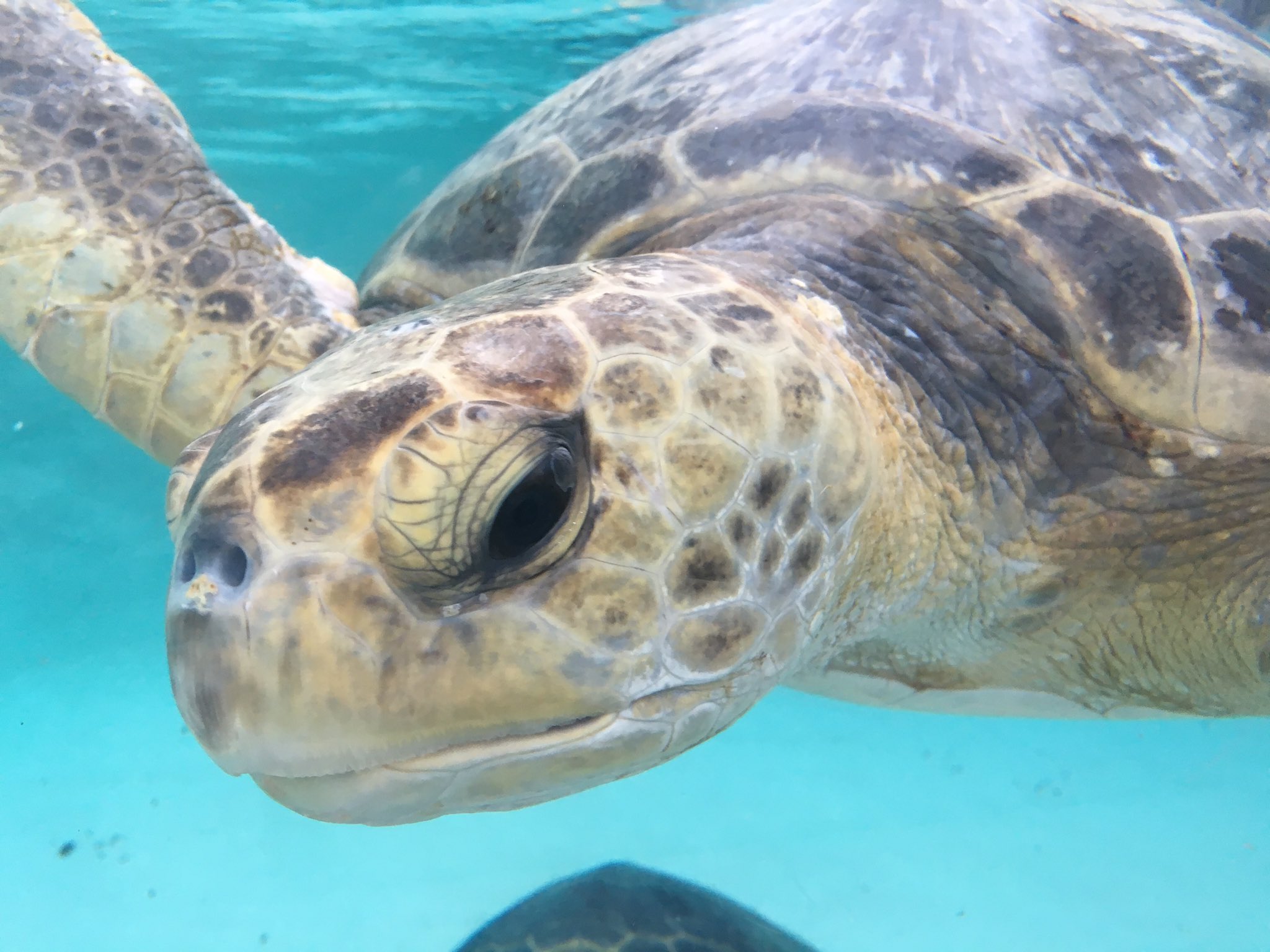 Inside Living Coast's turtle lagoon exhibit - CBS News 8 - San Diego ...