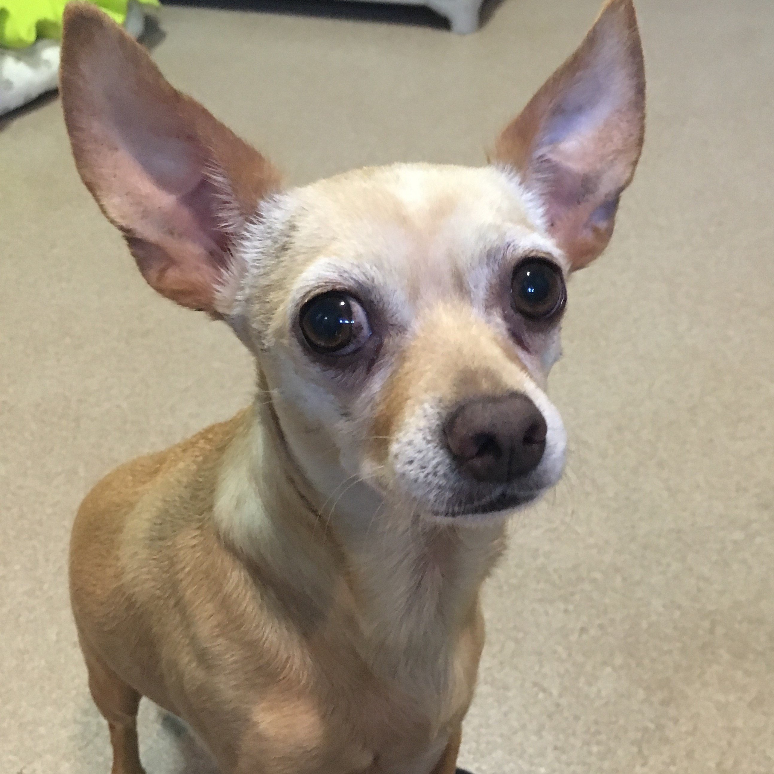 Chihuahua mix Toby needs a new best friend - CBS News 8 - San Diego, CA ...