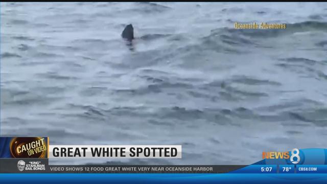 Shark Alert: Great White spotted near Oceanside Harbor - CBS News 8 ...