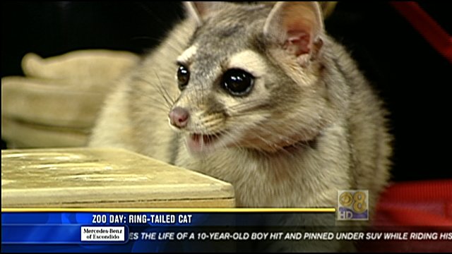 Zoo Day: Astrea the ring-tailed cat - CBS News 8 - San Diego, CA News ...