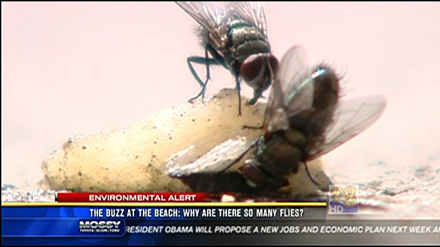 The Buzz At Beach Why Are There So Many Flies Cbs News 8 San Go Cbs 8 Flies At The Beach That S Normal But People There Say Are Just Too Many Being More Of A Nuisance Than Usual