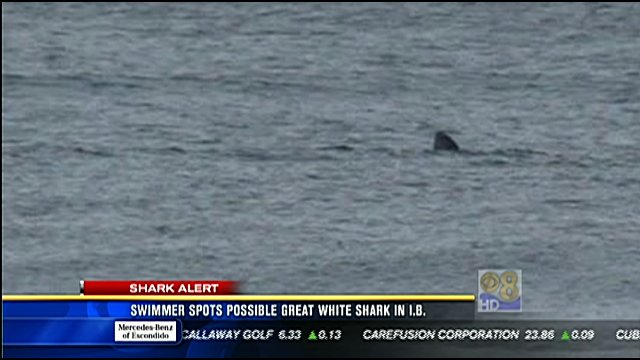 Photo shows great white shark off Imperial Beach - CBS News 8 - San ...