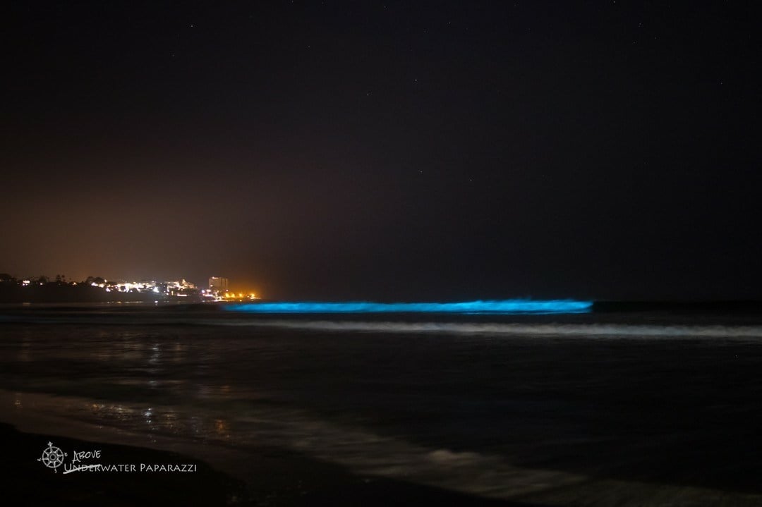 Bioluminescence: Algae bloom lighting up San Diego waves at nigh - CBS ...