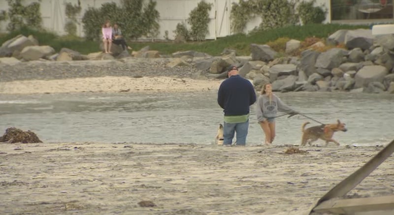 Dog Beach In Del Mar No Longer Leashless Cbs News 8 San Go Dog Beach In Del Mar No Longer Leashless
