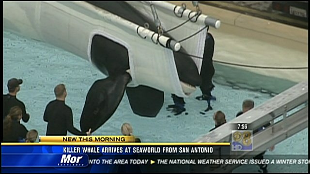 Killer whale arrives at Seaworld from San Antonio - CBS News 8 - San ...