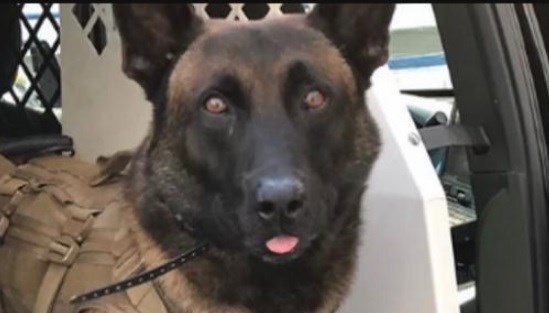 San Diego Honda >> Your Stories Investigates: How did K9 Jester go from star ... San Diego Honda >> Your Stories Investigates: How did K9 Jester go from star ...