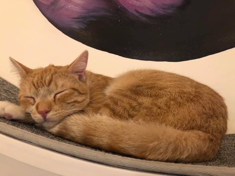 North San Diego Gets a Cat Cafe