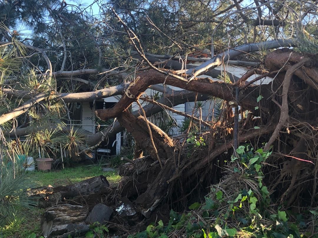 Oceanside family narrowly escapes after 80foot tree falls onto CBS