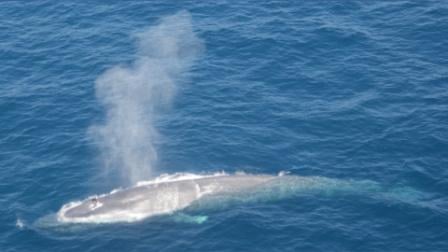 Rare sighting: Huge group of blue whales spotted in local waters - CBS ...
