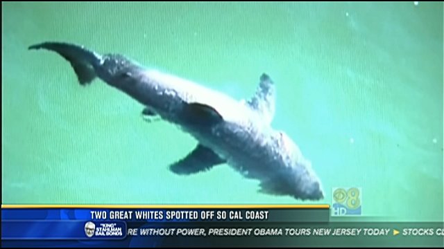 Two great whites spotted off Southern California coast - CBS News 8 ...