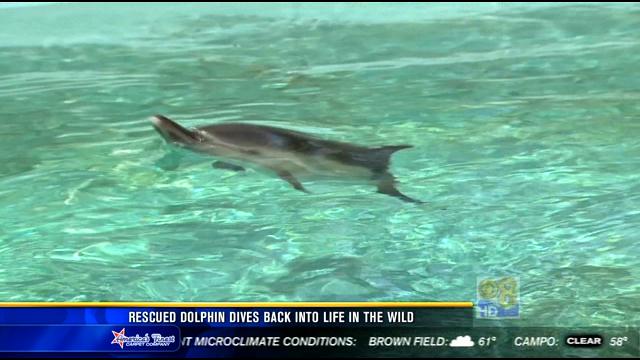 Rescued dolphin dives back into life in the wild - CBS News 8 - San ...