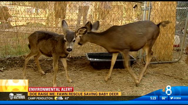 Doe raise me: Fawn rescue saving baby deer - CBS News 8 - San Diego, CA ...