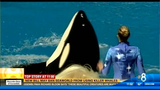 Move to ban SeaWorld from using killer whales - CBS News 8 - San Diego ...