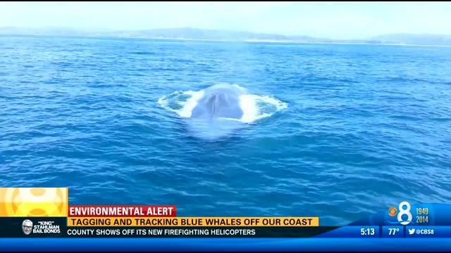 Tagging and tracking blue whales off our coast - CBS News 8 - San Diego ...