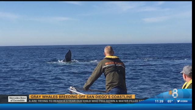 Gray??whales??breeding off San Diego's coastline